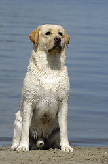 Image showing Young Labrador by the sea