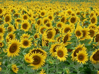 Image showing Sunflower Field 3