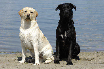 Image showing Young and old, white and black