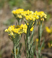 Image showing Helichrysum arenarium