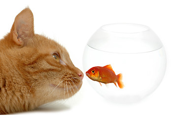 Image showing Strange friends or naive goldfish