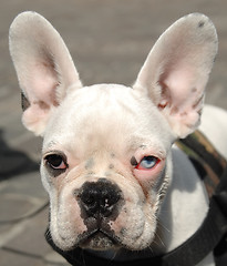 Image showing French bulldog face