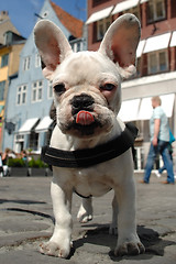 Image showing French bulldog