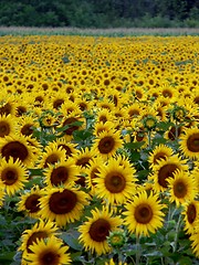 Image showing Sunflower Field 4