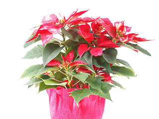 Image showing Poinsettia