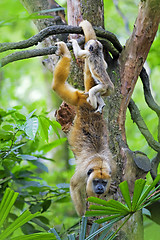 Image showing Mantled Howler Monkey