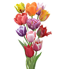 Image showing Tulips Flowers 