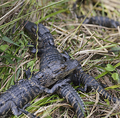 Image showing Baby Alligators