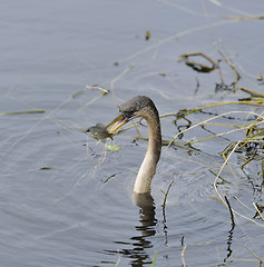 Image showing Anhinga Feeding