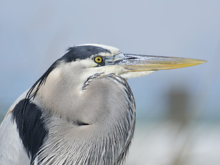 Image showing Great Blue Heron