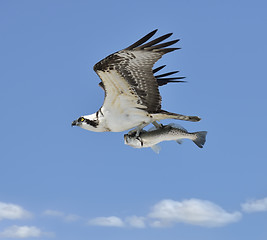 Image showing Flying Osprey Carrying A Fish