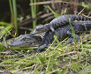 Image showing Baby Alligators