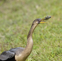 Image showing Anhinga Feeding