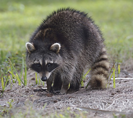 Image showing Young Raccoon