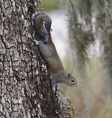 Image showing  Gray Squirrel