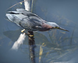 Image showing Green Heron 