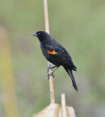 Image showing Red Wing Blackbird