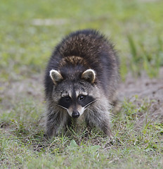 Image showing Young Raccoon