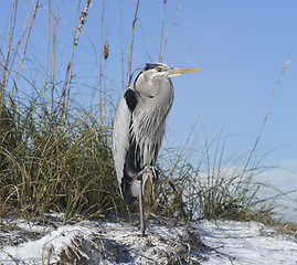 Image showing Great Blue Heron