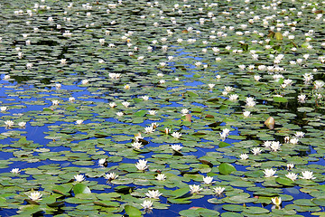 Image showing Background of a Pond with White Water Lilies