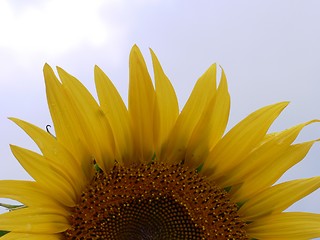 Image showing Sunflower Top 1