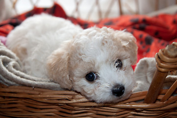 Image showing Young puppy Bison