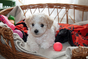 Image showing Young puppy Bison