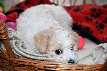 Image showing Young puppy Bison