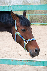 Image showing Horse