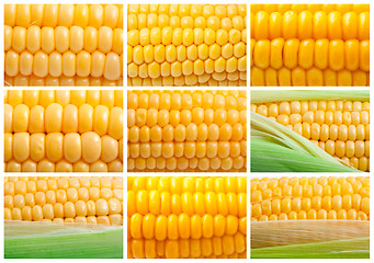 Image showing Corn