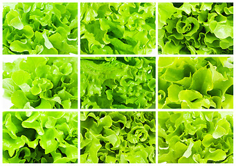 Image showing Lettuce