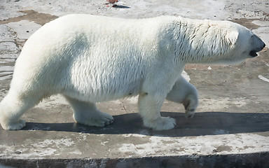 Image showing Polar bear