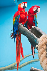 Image showing Ara parrot