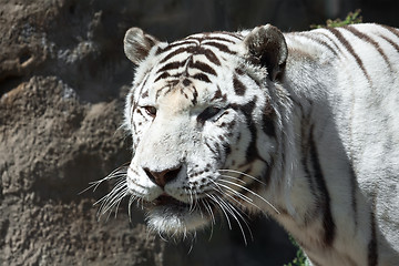 Image showing White Tiger