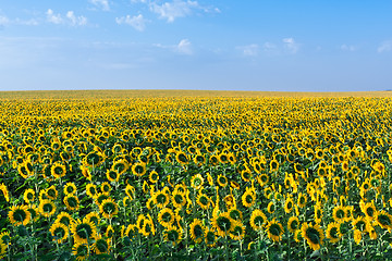 Image showing Sunflowers