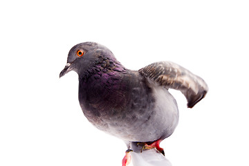 Image showing pigeon on a white background
