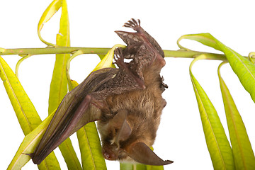 Image showing long-eared bat  on branch