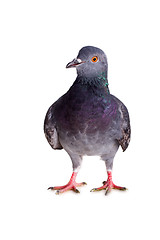 Image showing pigeon on a white background