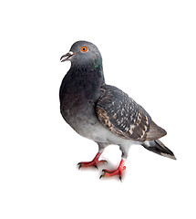 Image showing pigeon on a white background