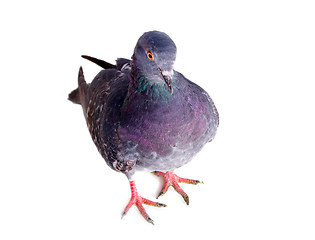 Image showing pigeon on a white background