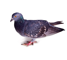 Image showing pigeon on a white background