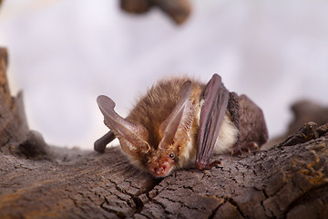 Image showing long-eared bat