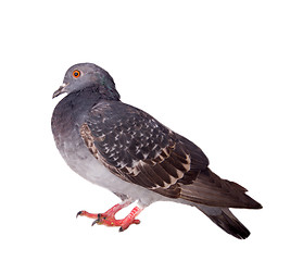 Image showing pigeon on a white background