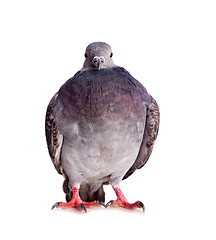 Image showing pigeon on a white background