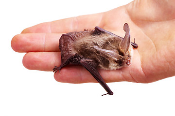 Image showing long-eared bat on hand