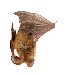 Image showing long-eared bat isolated on white