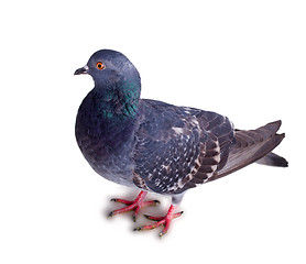 Image showing pigeon on a white background