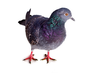 Image showing pigeon on a white background