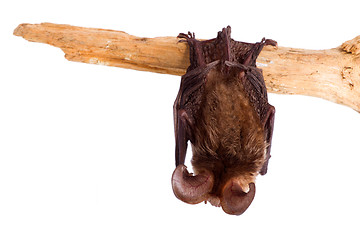 Image showing long-eared bat isolated on white