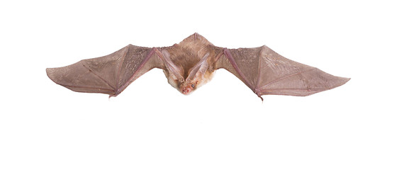 Image showing long-eared bat fly